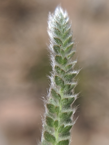 Image of Ivesia argyrocoma by no rights reserved
