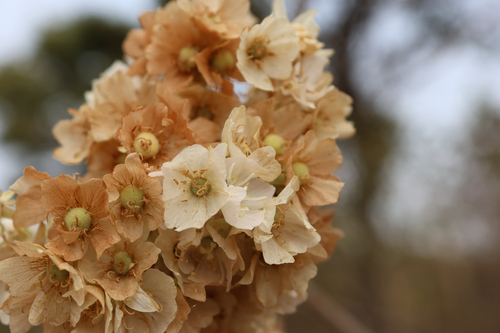 South African Wild Pear