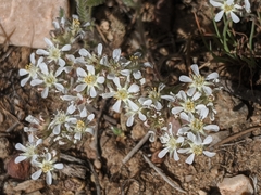 Ivesia argyrocoma