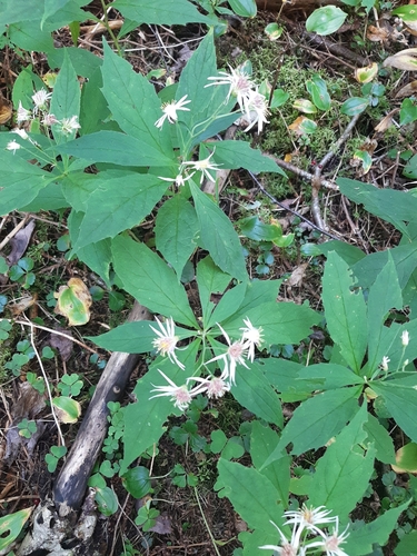 whorled wood aster