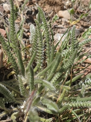 Ivesia argyrocoma