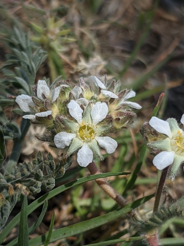 Image of Ivesia argyrocoma by no rights reserved