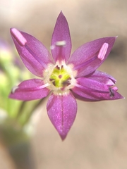Allium campanulatum