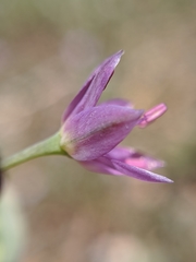 Allium campanulatum