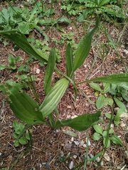 Plantago lanceolata