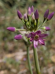 Allium campanulatum