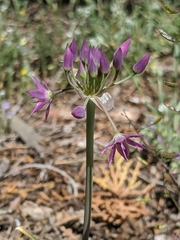 Allium campanulatum