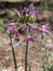 Allium campanulatum