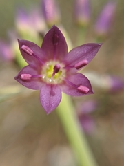 Allium campanulatum