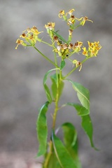 Senecio ovatus, photograph (c) Petr Harant, some rights reserved (CC BY)