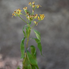 Senecio ovatus, photograph (c) Petr Harant, some rights reserved (CC BY)