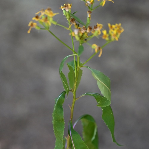 Senecio ovatus, photograph 4