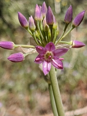 Allium campanulatum
