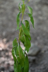 Senecio ovatus, photograph (c) Petr Harant, some rights reserved (CC BY)