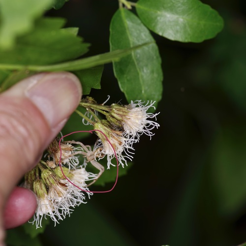 Ageratina havanensis