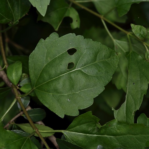 Ageratina havanensis