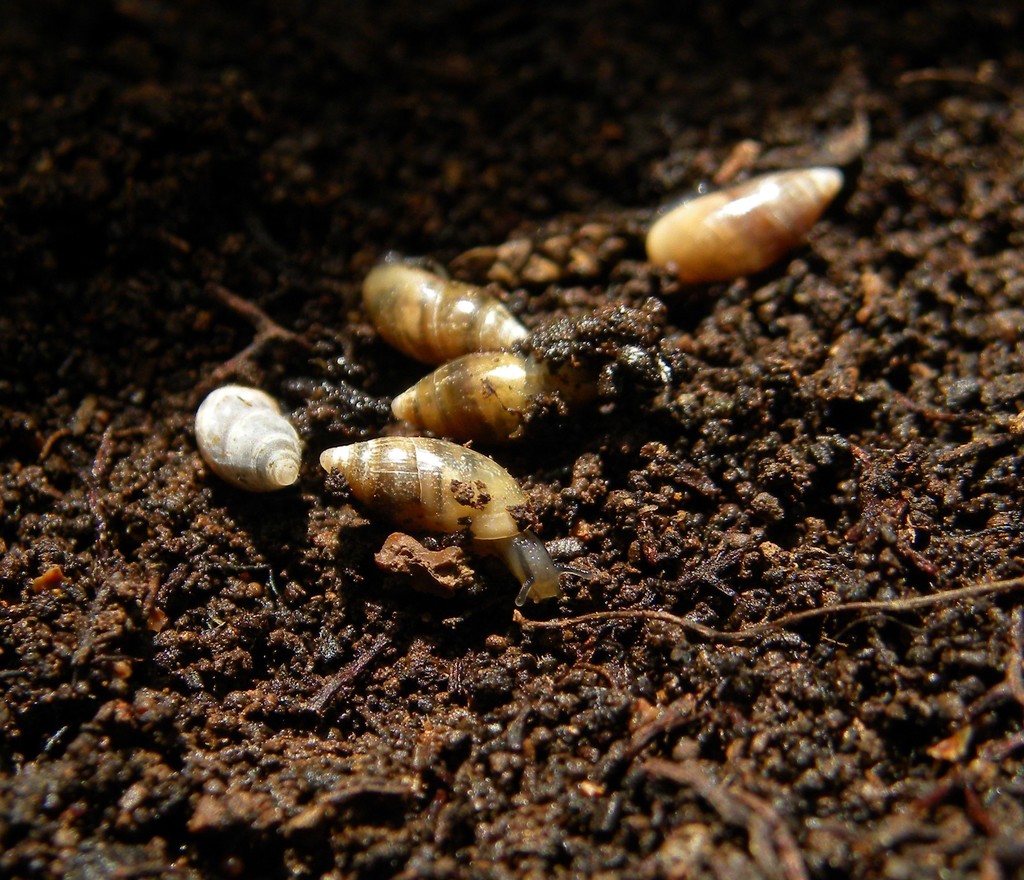 Amphorella triticea