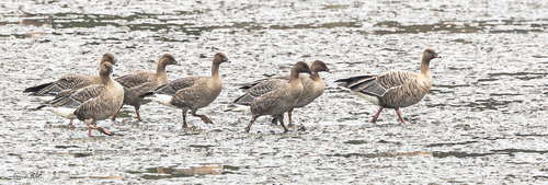 Pink-footed Goose