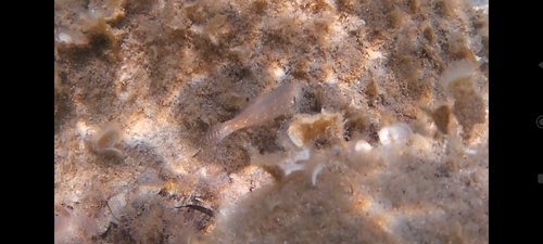 Grey Wrasse