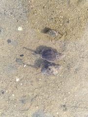 Cominella glandiformis