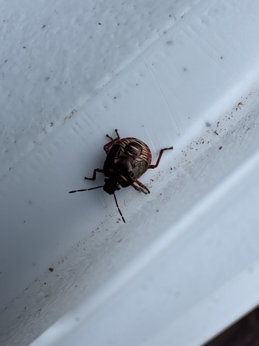 Spined Soldier Bug