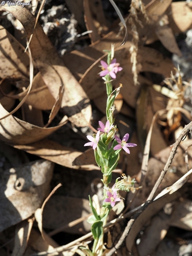 Schenkia spicata observed 2026-09-05