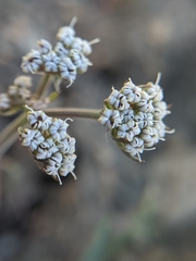 Lomatium nevadense