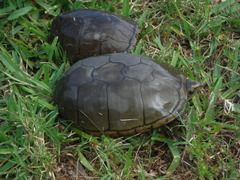 Kinosternon subrubrum hippocrepis