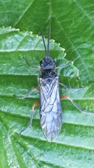 Dolerus vestigialis