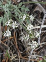 Lomatium nevadense
