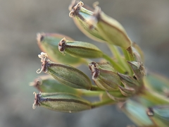 Lomatium nevadense