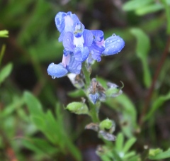 Lupinus subcarnosus
