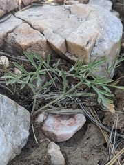 Lomatium nevadense