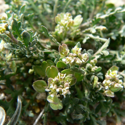 Lepidium lasiocarpum lasiocarpum