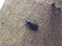 Platycerus