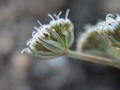 Lomatium nevadense