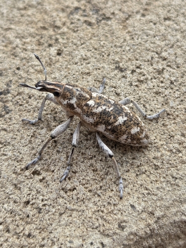 Knapweed Root Weevil