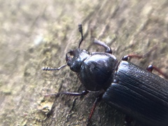 Platycerus