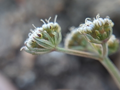 Lomatium nevadense