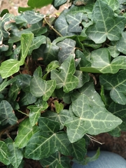 Hedera helix