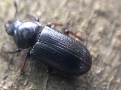 Platycerus