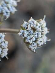 Lomatium nevadense