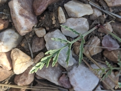 Lomatium nevadense