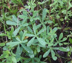 Lupinus subcarnosus