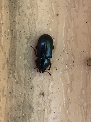 Platycerus