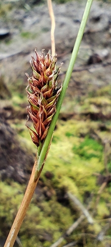 Carex binervis