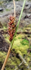 Carex binervis