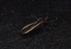 Polytoxus fuscovittatus