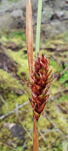 Carex binervis, photograph 2