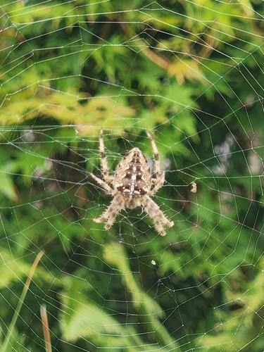 Cross Orbweaver